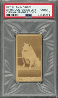 1888 N47 Allen & Ginter Virginia Brights Dogs, "White Dog Facing Left" – PSA GD+ 2.5